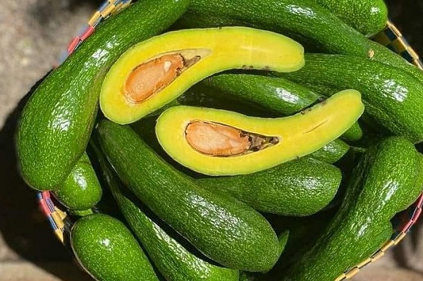 'Hoàng hậu trái cây' vào mùa: Giá tới 50.000 đồng/kg, béo ngậy, bổ dưỡng, được săn đón khắp nơi