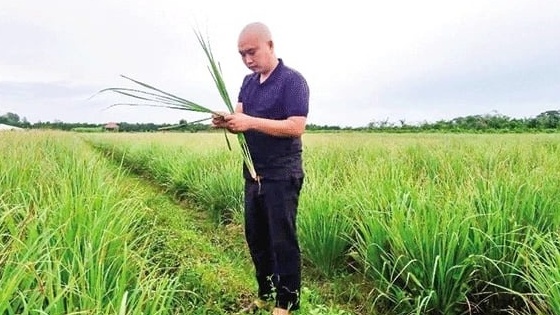 Nông dân Vĩnh Long trồng thứ cây tốt um, thu hoạch đến đâu khách ngoại gom sạch: Bà con quanh vùng còn biết ơn