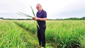 Nông dân Vĩnh Long trồng thứ cây tốt um, thu hoạch đến đâu khách ngoại gom sạch: Bà con quanh vùng còn biết ơn