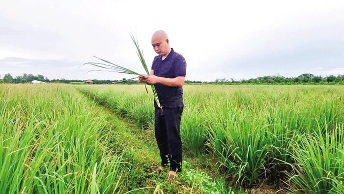 Nông dân Vĩnh Long trồng thứ cây tốt um, thu hoạch đến đâu khách ngoại gom sạch: Bà con quanh vùng còn biết ơn