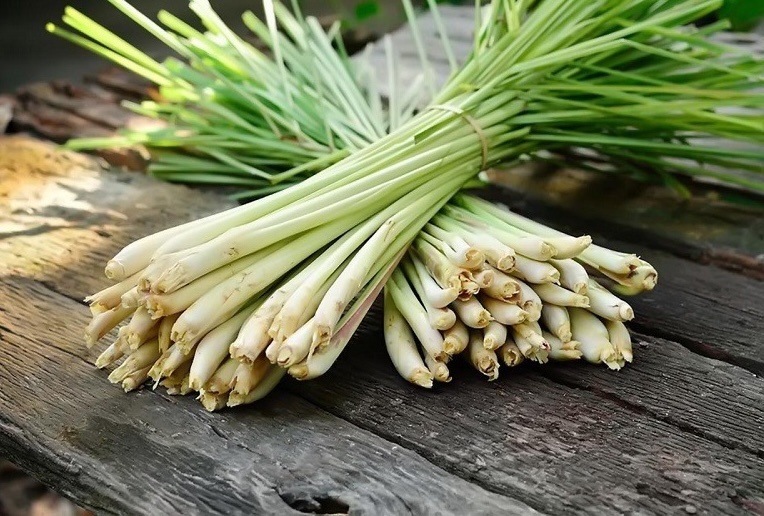 Nông dân Vĩnh Long trồng thứ cây tốt um, thu hoạch đến đâu khách ngoại gom sạch: Bà con quanh vùng còn biết ơn
