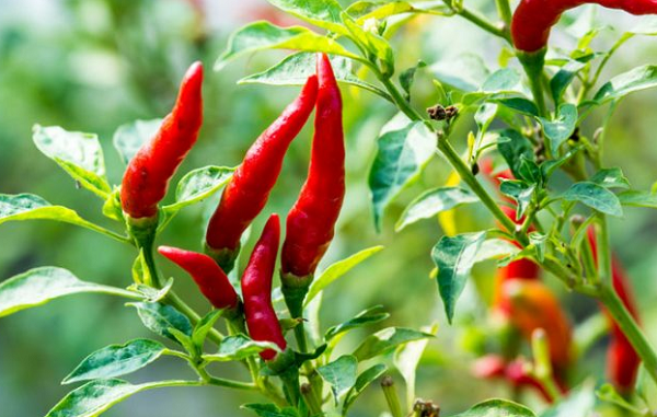 Loại quả Việt Nam ai cũng biết thành gia vị triệu đô đắt hàng của thế giới: Lào, Mỹ đua nhau săn đón, nước ta thu về hơn 3,6 triệu USD kể từ đầu năm