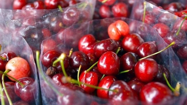 Giá 600.000 đồng/kg, một loại cherry Trung Quốc đang hạ knock-out đối thủ Mỹ - Úc