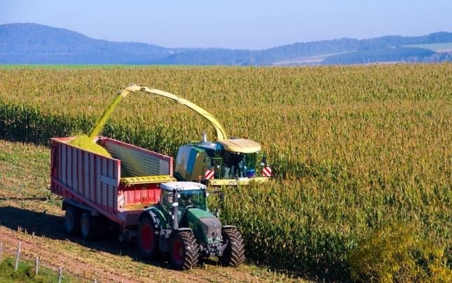 Kỷ lục mới trên thị trường ngô thế giới năm 2025