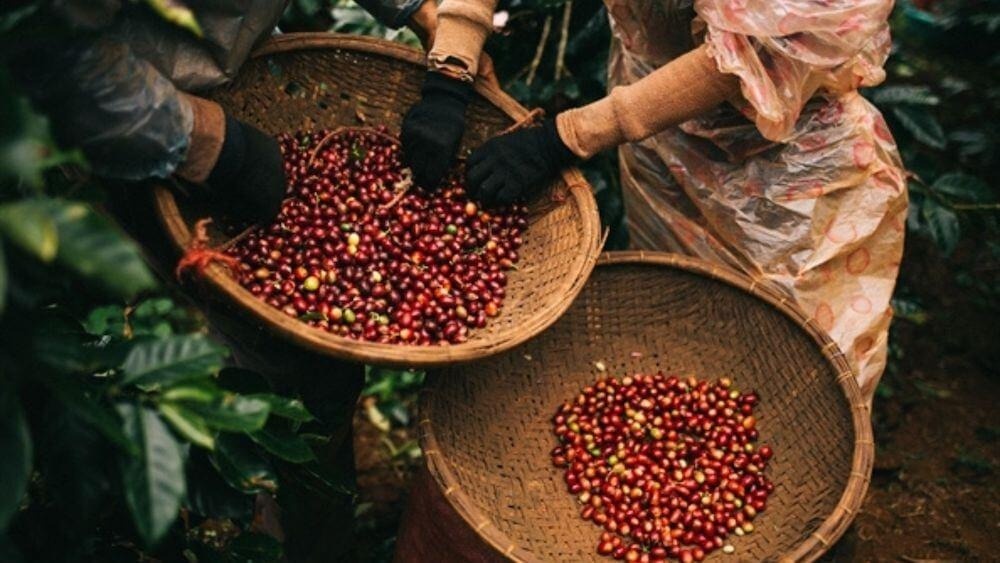Cà phê đặc sản Việt được bán với giá 6.000 USD/tấn, 'vũ khí' chính phục mốc 6 tỷ USD