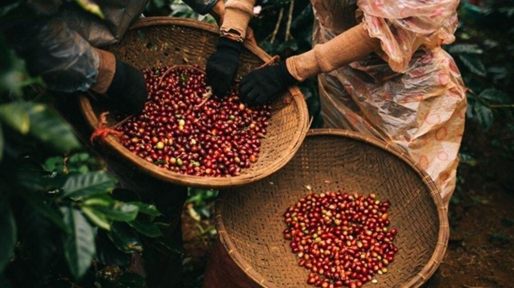 Cà phê đặc sản Việt được bán với giá 6.000 USD/tấn, 'vũ khí' chính phục mốc 6 tỷ USD