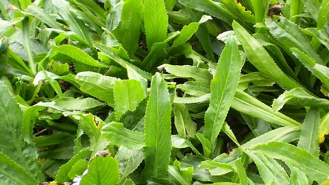 Thứ rau rẻ bèo, xuất hiện quanh năm ở chợ Việt nhưng lại là 'vàng xanh' cho sức khỏe