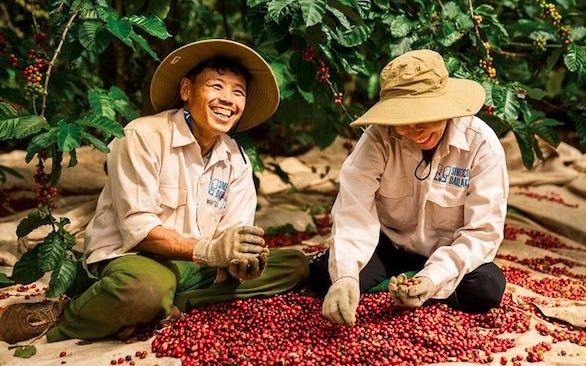 Một quốc gia Đông Nam Á đặt mục tiêu vượt Việt Nam, vươn lên vị trí thứ hai thế giới về sản xuất cà phê