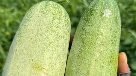 Loại quả có tên rất lạ xưa ít ai để ý, nay thành đặc sản hút khách phố thị, giá 40.000 đồng/kg