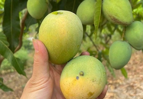 Đặc sản vùng cao một thời bị bỏ quên, nay thành 'hàng hot' ở phố thị: Giá mềm, hương vị đặc biệt