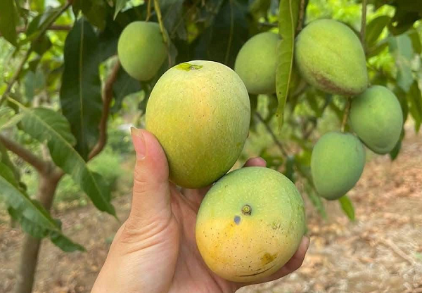 Đặc sản vùng cao một thời bị bỏ quên, nay thành 'hàng hot' ở phố thị: Giá mềm, hương vị đặc biệt