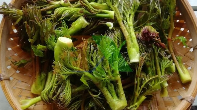 Loại rau dại Việt Nam đang khiến người Trung Quốc phát cuồng, giá ngang thịt bò, chất bổ hơn nhân sâm