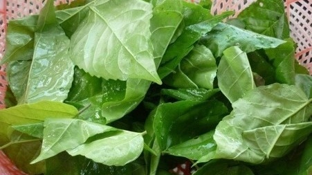 Loại lá từng mọc ở bờ bụi không ai thèm đoái hoài, nay thành hàng hiếm, giá lên tới 70.000 đồng/kg mà khó mua