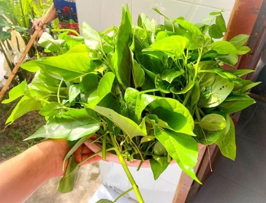Loại lá từng mọc ở bờ bụi không ai thèm đoái hoài, nay thành hàng hiếm, giá lên tới 70.000 đồng/kg mà khó mua