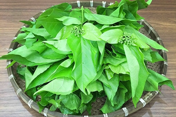 Loại lá từng mọc ở bờ bụi không ai thèm đoái hoài, nay thành hàng hiếm, giá lên tới 70.000 đồng/kg mà khó mua