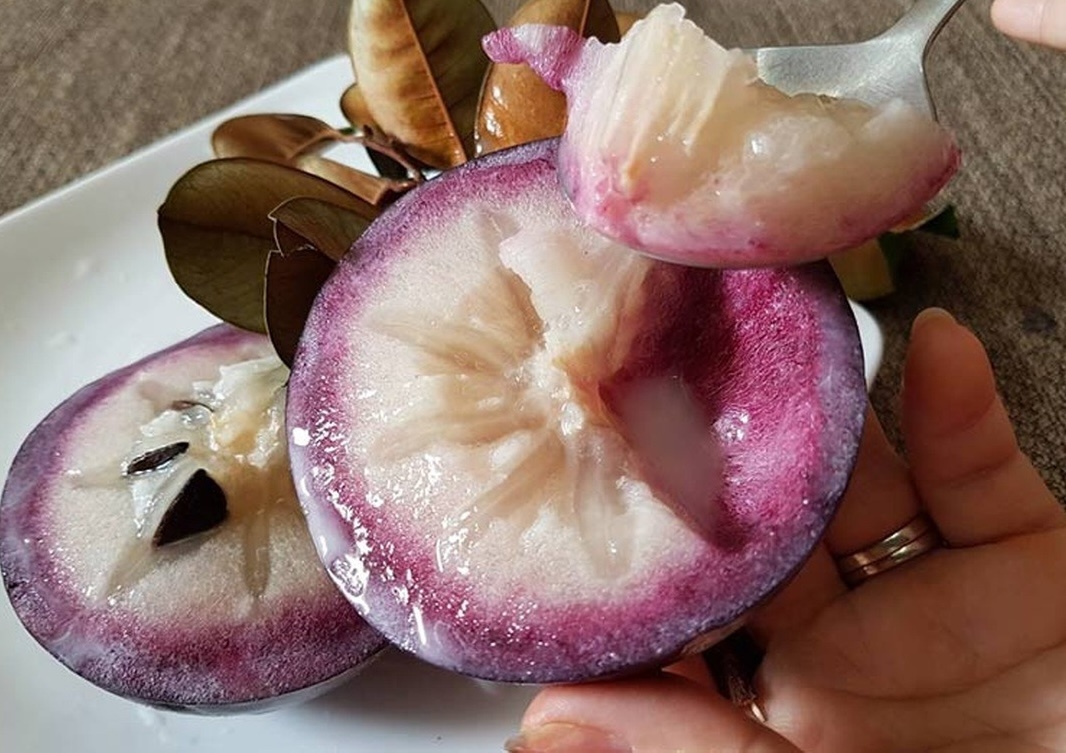Nông dân Vĩnh Long trồng loại quả có dòng sữa trắng chảy bên trong, giá lên tới 30.000 đồng/kg: Thu hoạch là thương lái khuân đi trong tích tắc