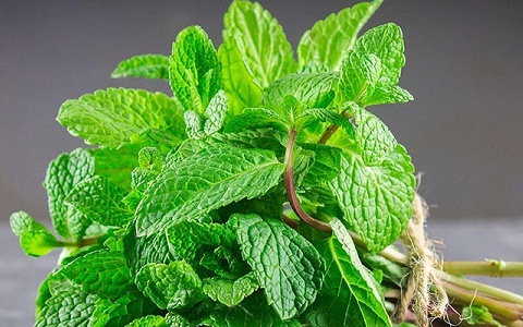 Loại lá gia vị được mệnh danh 'kho báu xanh' cho sức khỏe, ẩm thực: 'Quen mặt' ở chợ Việt, giá lại rẻ