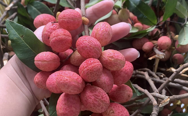 Loại quả từng bị ngó lơ nay 'lên đời' thành đặc sản dân phố mê mẩn vì hương vị lạ, giá tới 80.000 đồng/ kg