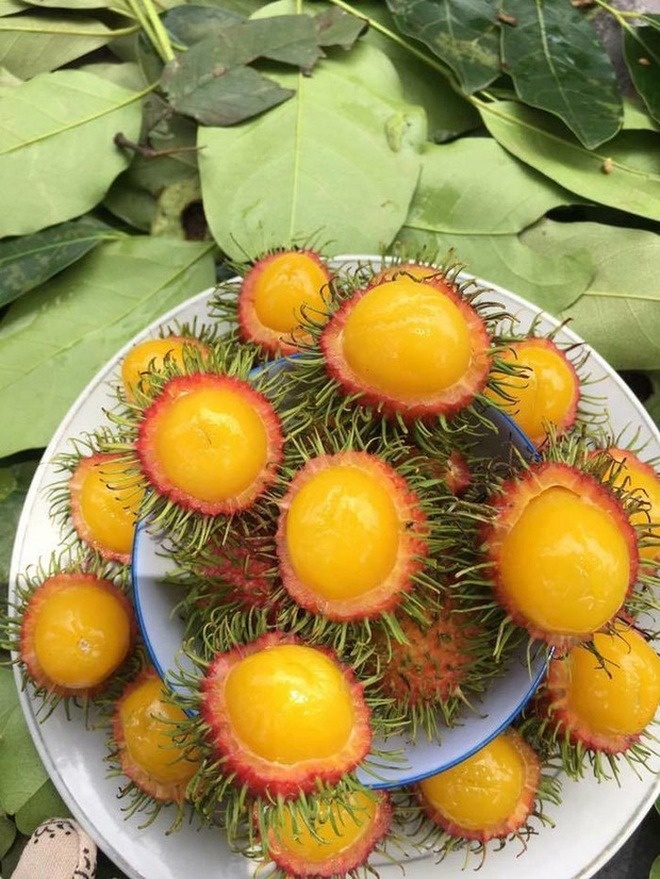 Loại quả mọc hoang trong rừng bỗng nổi như cồn, vị chua gắt nhưng đắt hàng vì lạ mắt