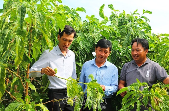Cây từng mọc dại ven sông nay mang lại hơn 1 tỷ đồng mỗi năm cho chàng trai 8X miền Tây