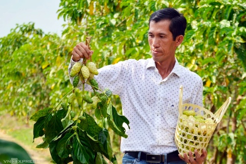 Cây từng mọc dại ven sông nay mang lại hơn 1 tỷ đồng mỗi năm cho chàng trai 8X miền Tây