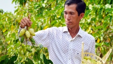 Cây từng mọc dại ven sông nay mang lại hơn 1 tỷ đồng mỗi năm cho chàng trai 8X miền Tây