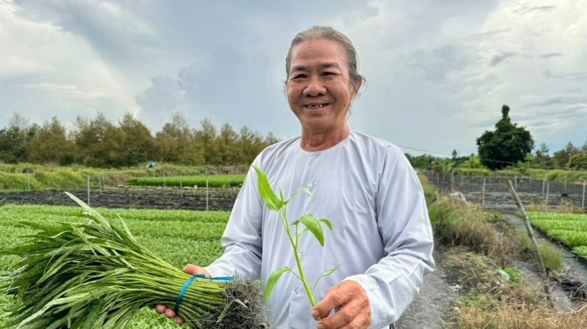 Nông dân ở Cần Thơ rủ cả xóm trồng ‘nhân sâm của người nghèo’: Thu hoạch đến đâu hết sạch đến đó, xung quanh đều khấm khá