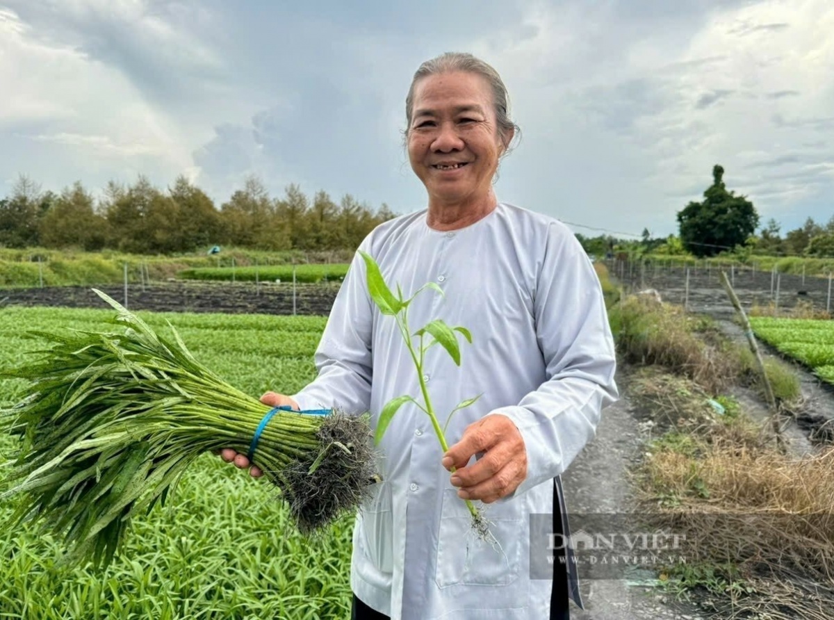 Nông dân ở Cần Thơ rủ cả xóm trồng ‘nhân sâm của người nghèo’: Thu hoạch đến đâu hết sạch đến đó, xung quanh đều khấm khá