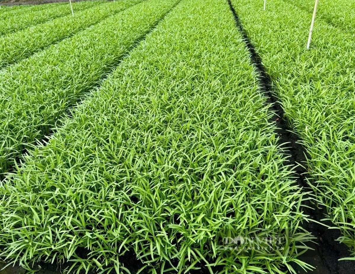 Nông dân ở Cần Thơ rủ cả xóm trồng ‘nhân sâm của người nghèo’: Thu hoạch đến đâu hết sạch đến đó, xung quanh đều khấm khá