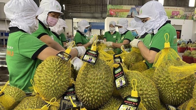 Tin vui cho sầu riêng Việt: Trung Quốc vừa cấp thêm gần 1.000 'giấy thông hành' cho quả tỷ đô