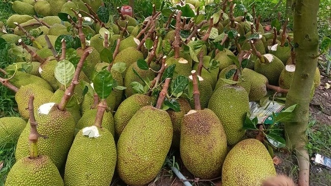 Giá mít rẻ hơn rau, nông dân Việt bế tắc trước động thái của quốc gia láng giềng
