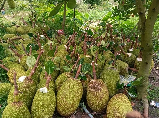 Giá mít rẻ hơn rau, nông dân Việt bế tắc trước động thái của quốc gia láng giềng