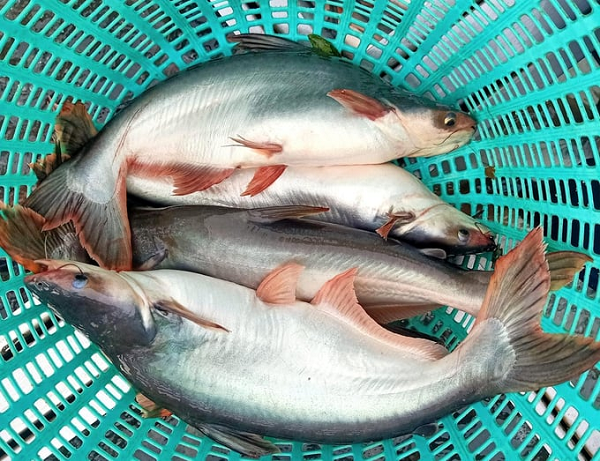Việt Nam sở hữu 'mỏ vàng tỷ đô' được Mỹ cực ưa chuộng: Mạnh tay chi hàng chục triệu USD mua những gì?