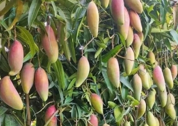 Từng là đặc sản nức tiếng của Thái Lan loại quả này giờ ế hàng dội chợ, giá rẻ hơn rau
