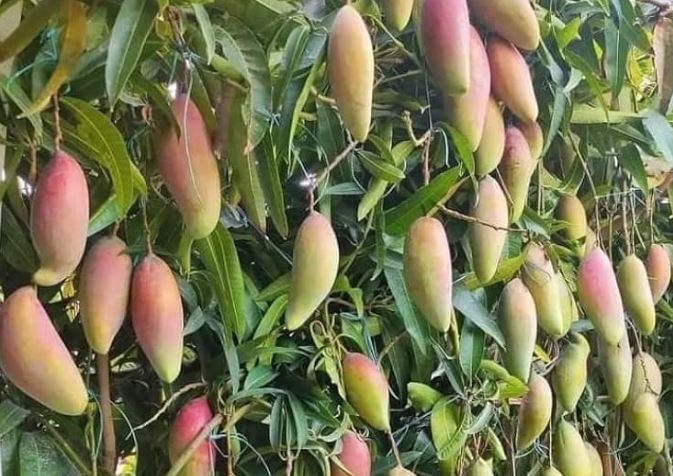 Từng là đặc sản nức tiếng của Thái Lan loại quả này giờ ế hàng dội chợ, giá rẻ hơn rau