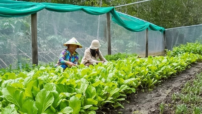 Nông dân Cà Mau tiến lên làm giàu từ những thùng xốp đất đến cả vườn xanh mướt, tháng thu nhập 7 con số