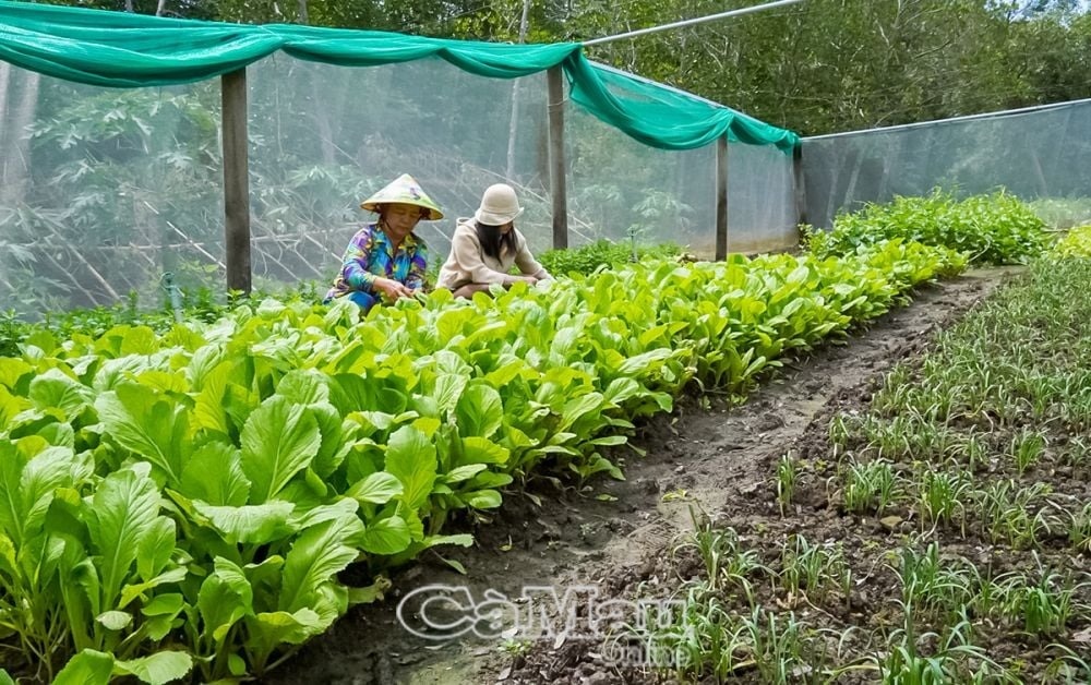 Nông dân Cà Mau tiến lên làm giàu từ những thùng xốp đất đến cả vườn xanh mướt, tháng thu nhập 7 con số