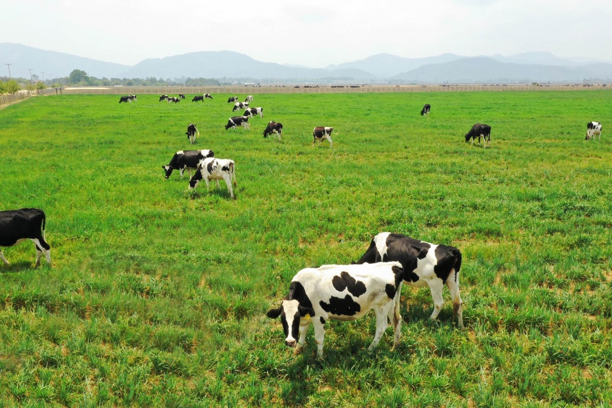 Vinamilk (VNM): Tăng tốc tái định vị thương hiệu, chuẩn bị khởi công nhà máy sữa 4.600 tỷ đồng tại Hưng Yên