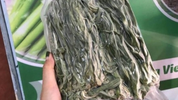 Loại rau từng bị bỏ quên ven đường y như nắm cỏ, nay giá hơn 500.000 đồng/kg mà tranh nhau để mua