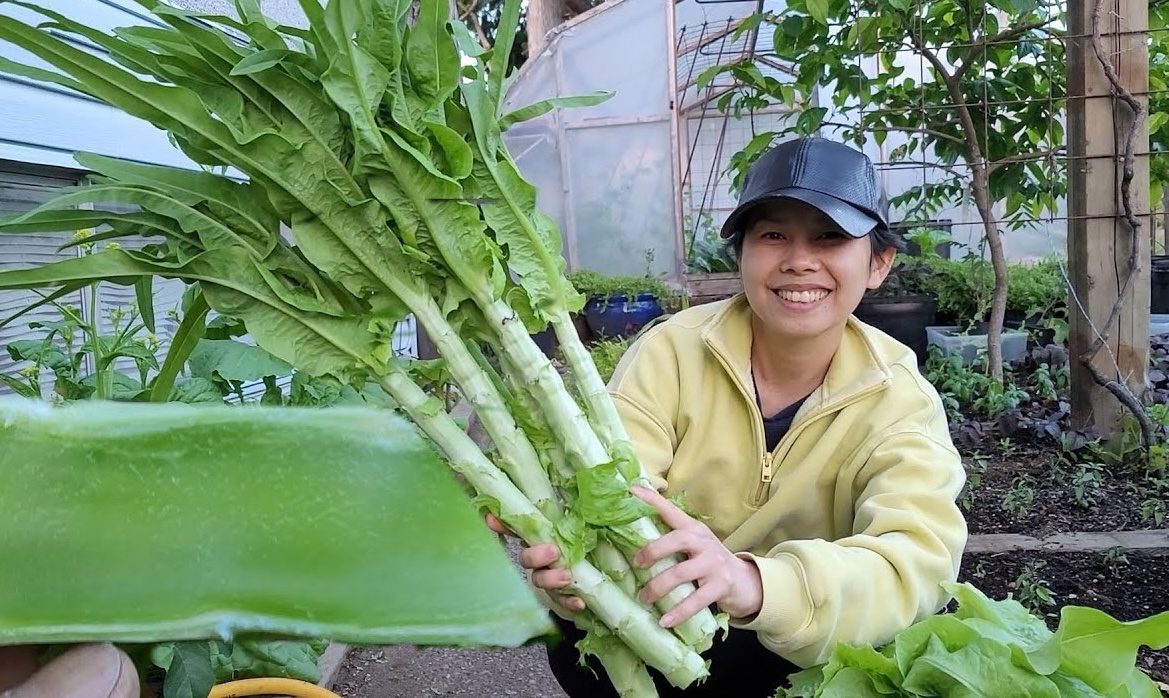 Loại rau từng bị bỏ quên ven đường y như nắm cỏ, nay giá hơn 500.000 đồng/kg mà tranh nhau để mua