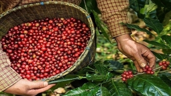 Giá cà phê Việt Nam 'nhảy múa', Mỹ vẫn mua mạnh dù bị đánh thuế 10%
