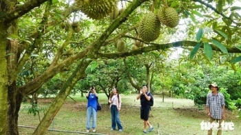 Lý do khiến sầu riêng Phú Quốc giá cao ngất vẫn không đủ bán