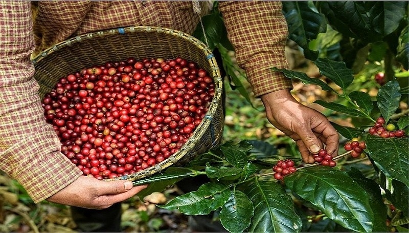 Giá cà phê Việt Nam 'nhảy múa', Mỹ vẫn mua mạnh dù bị đánh thuế 10%