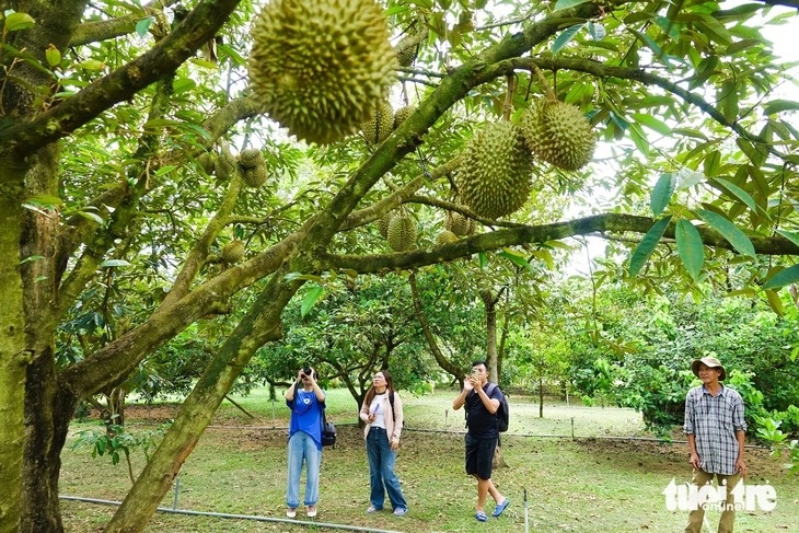 Lý do khiến sầu riêng Phú Quốc giá cao ngất vẫn không đủ bán