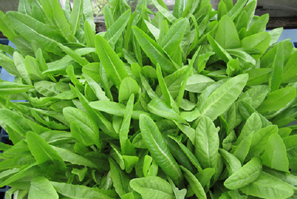 Bất ngờ loại rau giàu canxi 'vượt mặt' cả canh xương hầm: Bán đầy chợ Việt, giá siêu rẻ