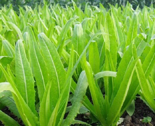 Bất ngờ loại rau giàu canxi 'vượt mặt' cả canh xương hầm: Bán đầy chợ Việt, giá siêu rẻ