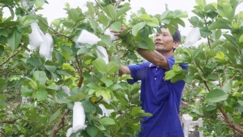 Nông dân Vĩnh Long mạnh tay cắt bỏ lúa chuyển sang trồng thứ cây thấp tè: Thu nhập cao gấp 5 lần, nhà nào nhà nấy đều ‘lên đời’