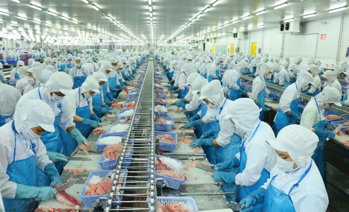 Doanh nghiệp xuất khẩu cá tra duy nhất không bị Mỹ áp thuế, đơn hàng dự báo dồn dập trong quý II