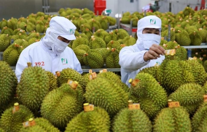 Đang lao đao, sầu riêng Việt Nam chuẩn bị đón bài 'sát hạch' từ EU trong tháng 6: Một lô hàng vi phạm có thể khiến cả ngành hàng bị ảnh hưởng