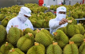 Đang lao đao, sầu riêng Việt Nam chuẩn bị đón bài 'sát hạch' từ EU trong tháng 6: Một lô hàng vi phạm có thể khiến cả ngành hàng bị ảnh hưởng